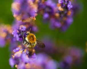 Lavender flowers, on plants bumblebees pollinate flowers.