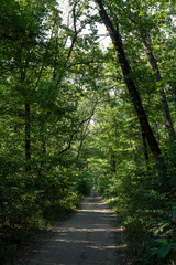 Fototapeta premium the setting sun illuminates the foliage and the road in the green broad-leaved forest and forms shadows from the trees on the road