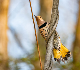 Northern Flicker