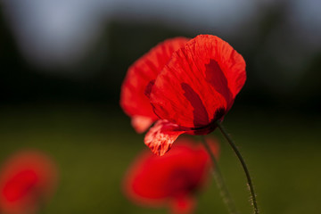 red poppy on a background