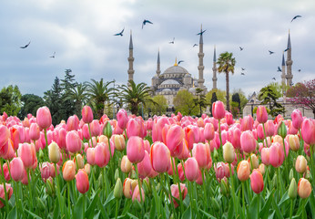 The Blue Mosque, (Sultanahmet Camii) with pink tulips, Istanbul, Turkey