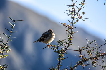 Bird (New Zealand)