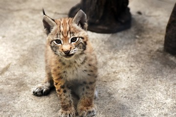 Obraz premium Lynx lynx baby animal portrait