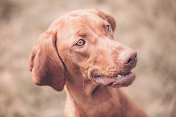 Lovely portrait of brown-mixed dog (color toned image)