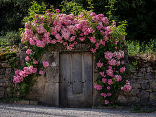 Fototapeta na wymiar beautiful flowers over old door