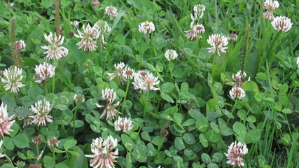 green meadow background with blooming white clover