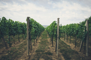 Fototapeta na wymiar rows in vineyard