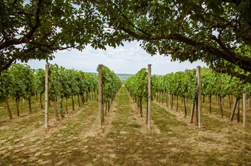 Fototapeta na wymiar rows in vineyard