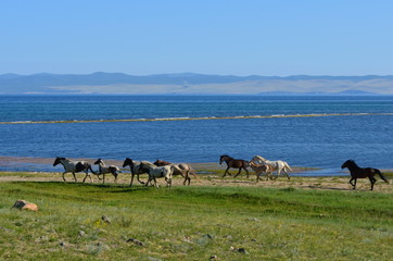 Obraz na płótnie Canvas Horses at the coastline of Little Sea