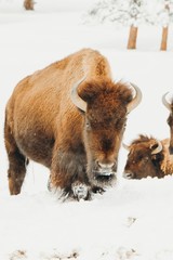 Fototapeta premium Bison Head On