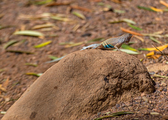 Greater Earless Lizard on Rock in Arizona Desert
