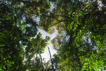 Text area background Bottom boskage  forest Near Waterfall Natural forest prolific ,in Phang Nga National Park, Thailand