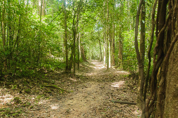 Wild nature Near Waterfall  forest prolific ,in Phang Nga National Park, Thailand