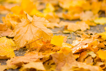 Yellow leaves on the ground. Autumn pattern with fallen leaves. Golden leaves in autumn park. Autumn loneliness. Blurred background