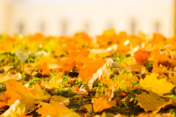 Yellow leaves on the ground. Autumn pattern with fallen leaves. Golden leaves in autumn park. Autumn loneliness. Blurred background