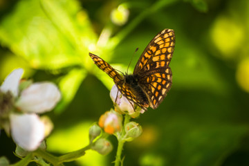 Butterfly on a green leaf in nature habitat