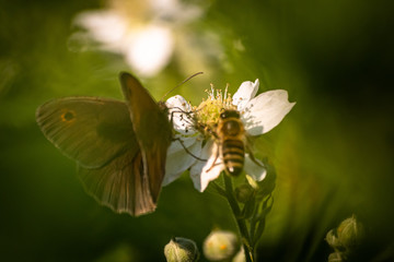 Butterfly on a green leaf in nature habitat