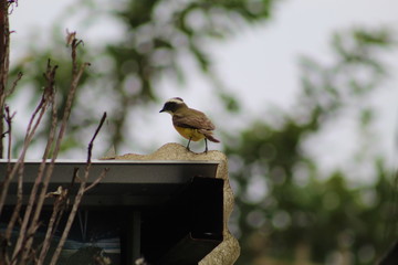 sparrow on branch