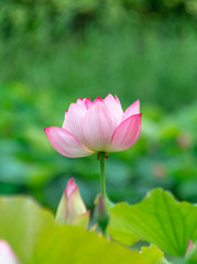 Pink lotus in summer green lotus leaves