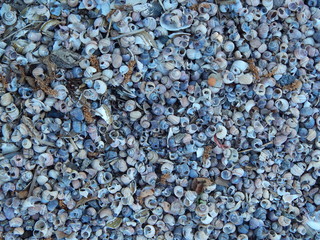 Beach covered with shells, close-up, texture