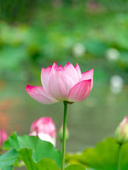Fototapeta premium Pink lotus in summer green lotus leaves