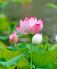 Obraz premium Pink lotus in summer green lotus leaves