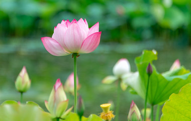 Obraz na płótnie Canvas Pink lotus in summer green lotus leaves