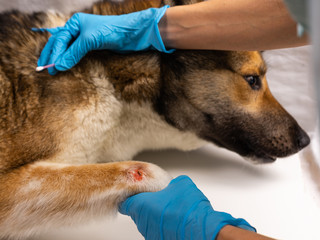 The vet treats the wound on the dog's paw. Treatment dogs have the vet.