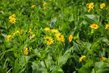 Durchwachsene Silphie   feld
