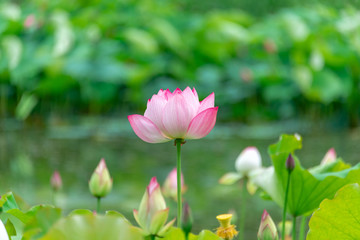 Pink lotus in summer green lotus leaves