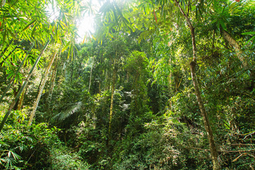 nature forest prolific ,in phuket National Park, Thailand Tropical zone