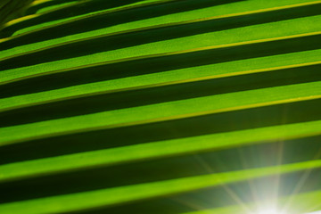 Green leaves coconut texture background nature tone at phuket Thailand