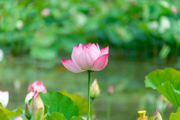 Obraz premium Pink lotus in summer green lotus leaves