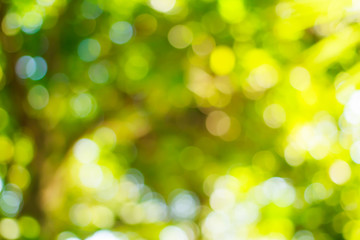 Abstract bokeh background from the tree in the garden