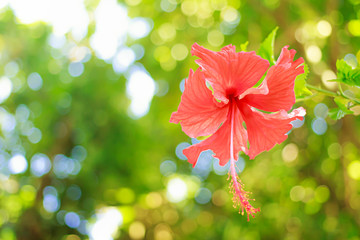 close up of hibiscus rosa, china rose or chaba flower red Bokeh background,in phuket Thailand