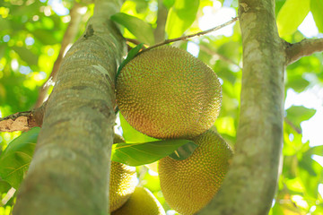 Jackfruit On the tree and young in phuket Thailand, Jackfruits Artocarpus heterophyllus