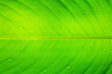 Green leaves  texture background nature tone at phuket Thailand