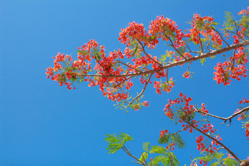 Delonix Regia or Flame Tree branch with red flowers and blue sky background texture In Phuket Thailand