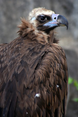 Griffon vulture wild bird portrait