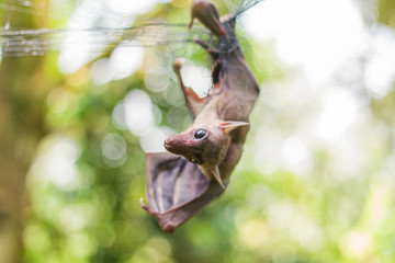 Bat Trapped from the gardeners. Durian in a tropical garden in southern Thailand in Surat Thani.