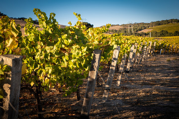 A vineyard in central California