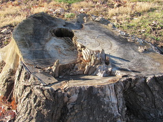 Tree Stump