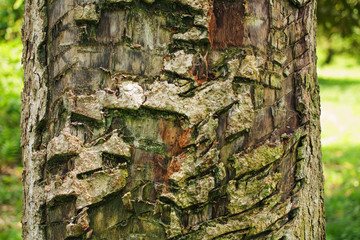 Durian Infected wood in a tropical garden in southern Thailand in Surat Thani.
