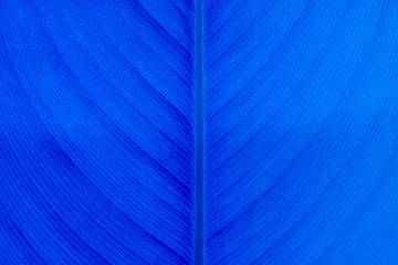 Foto op Plexiglas Donkerblauw Blauwe bladeren textuur achtergrond natuur toon in phuket Thailand