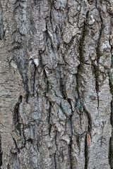 Fototapeta premium Closeup Tree Bark Texture Background 