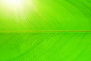 Green leaves  texture background nature tone at phuket Thailand