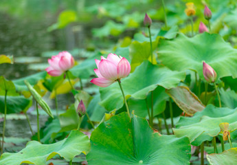 Pink lotus in summer green lotus leaves