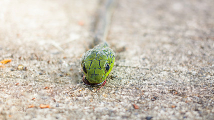 Green snake, electric Shocked, in Phuket Thailand