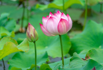 Fototapeta premium Pink lotus in summer green lotus leaves