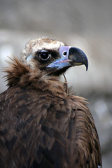 Griffon vulture wild bird portrait